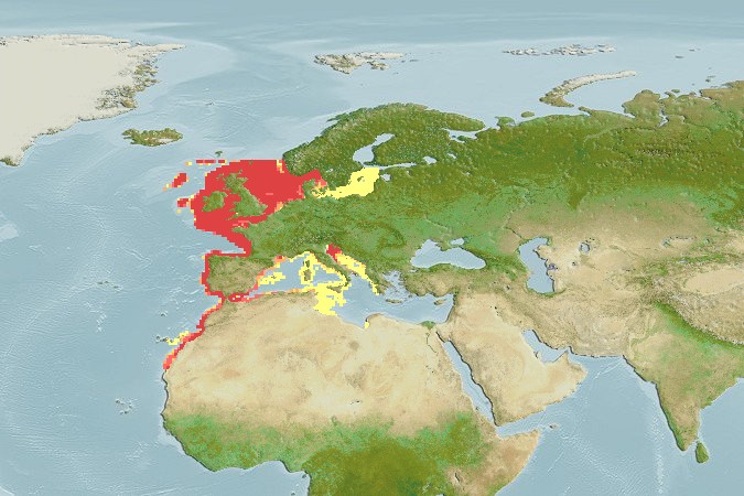 Aquamaps - Computer Generated Native Distribution Map for Alosa alosa