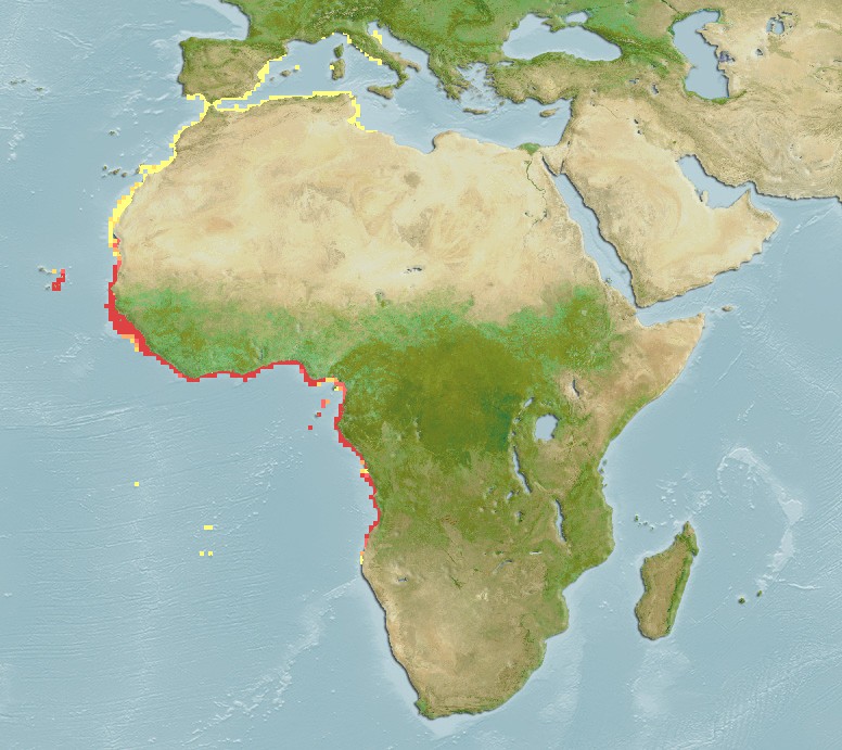 Aquamaps - Computer Generated Native Distribution Map for Scomberomorus tritor