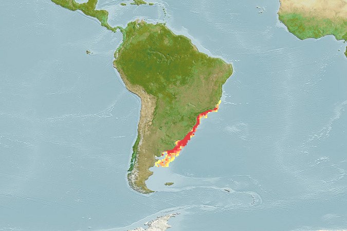 Aquamaps - Computer Generated Native Distribution Map for Cynoscion striatus