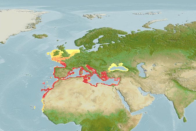 Aquamaps - Computer Generated Native Distribution Map for Dentex dentex