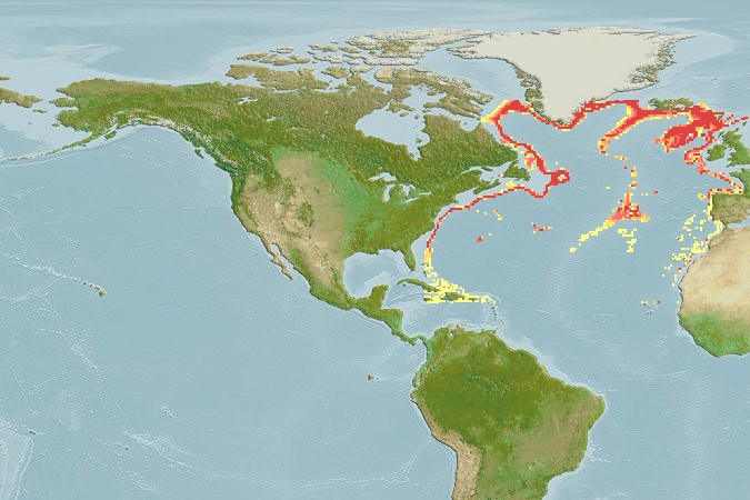 Aquamaps - Computer Generated Native Distribution Map for Alepocephalus bairdii