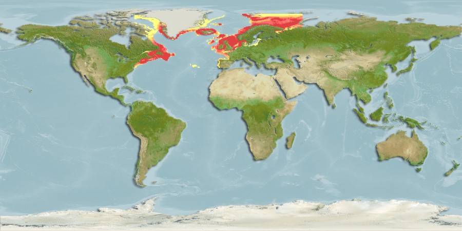 Aquamaps - Computer Generated Native Distribution Map for Anarhichas lupus