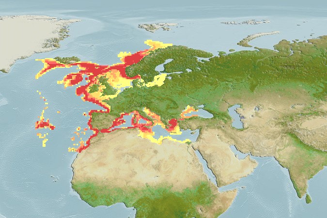 Aquamaps - Computer Generated Native Distribution Map for Chimaera monstrosa