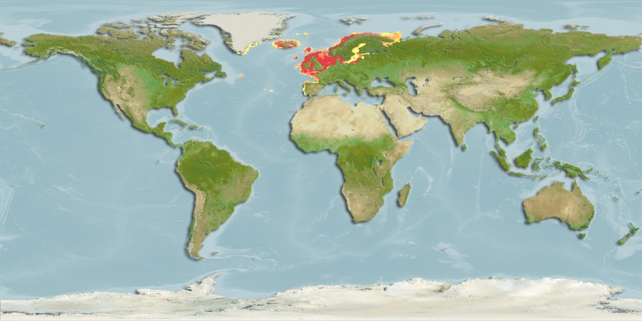 Aquamaps - Computer Generated Native Distribution Map for Pleuronectes platessa