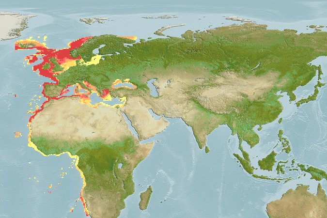 Aquamaps - Computer Generated Native Distribution Map for Raja clavata