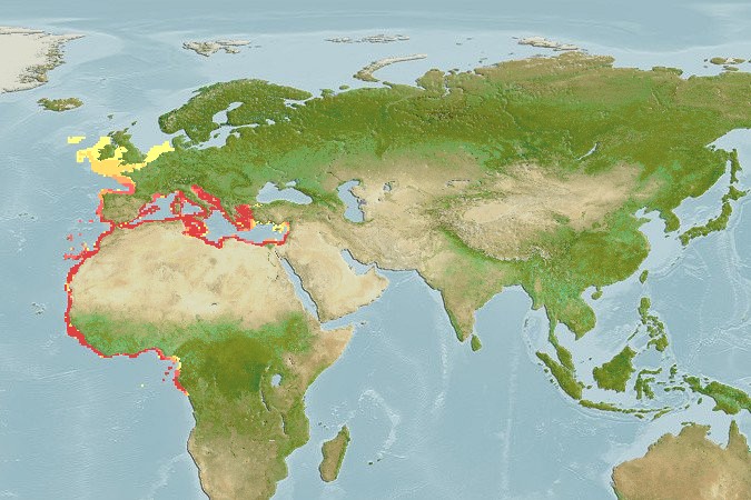 Aquamaps - Computer Generated Native Distribution Map for Dentex maroccanus