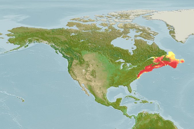 Aquamaps - Computer Generated Native Distribution Map for Homarus americanus